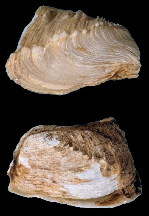 Hiatella rugosa